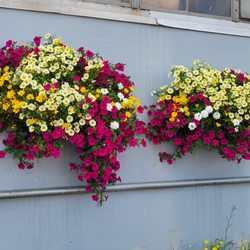 Hawks Greenhouse - A couple of our baskets for a client.
