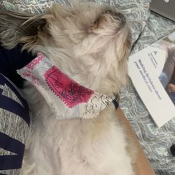 Pet It Forward Foundation - This is Princess sick before we left unresponsive