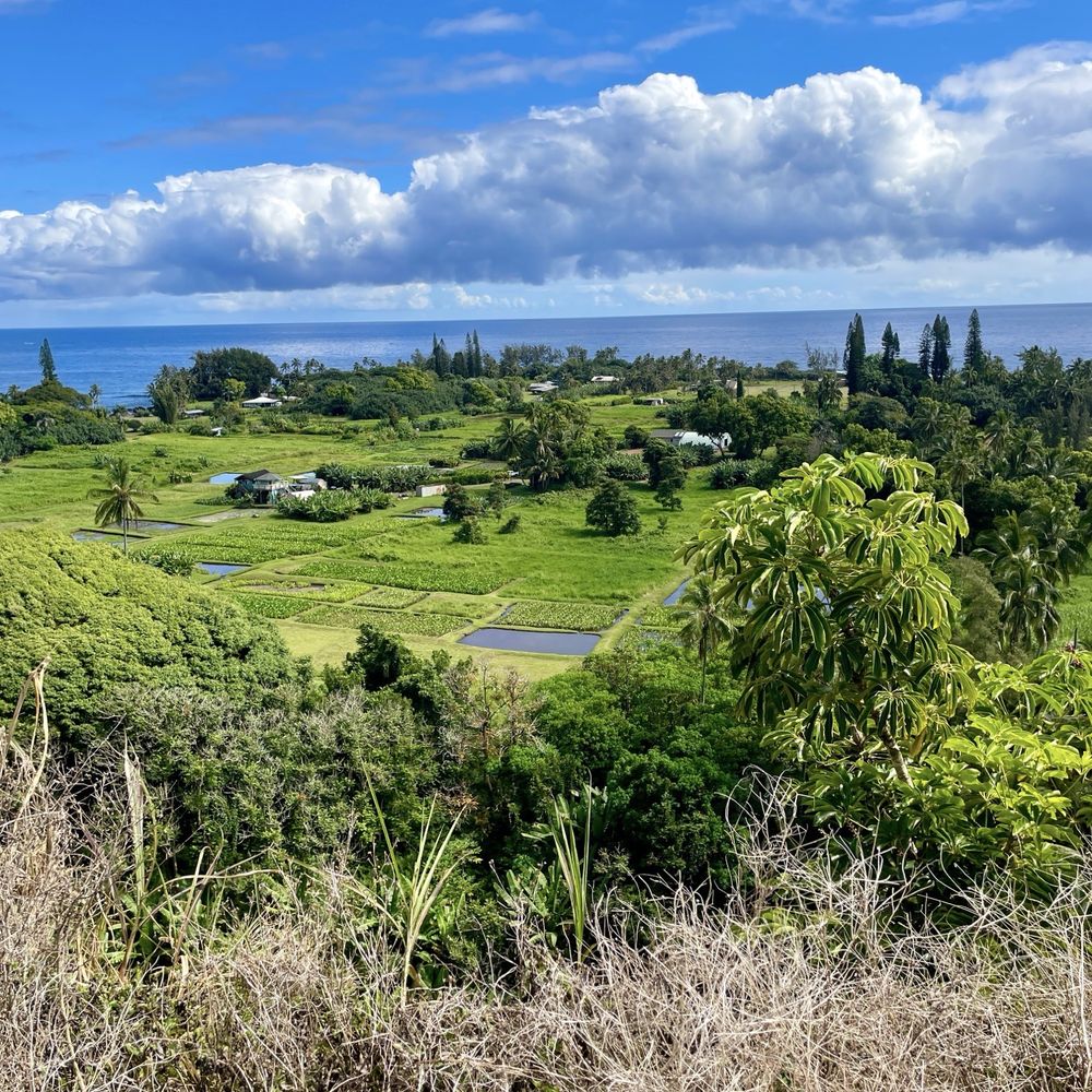 Sandy Cheeks Tours - Taro fields - Tours Near Me Sandy Cheeks Tours - Taro fields - Tours Near Me