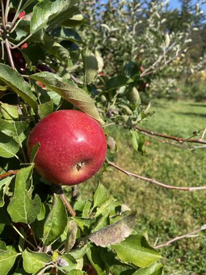 Riverview Orchards by null