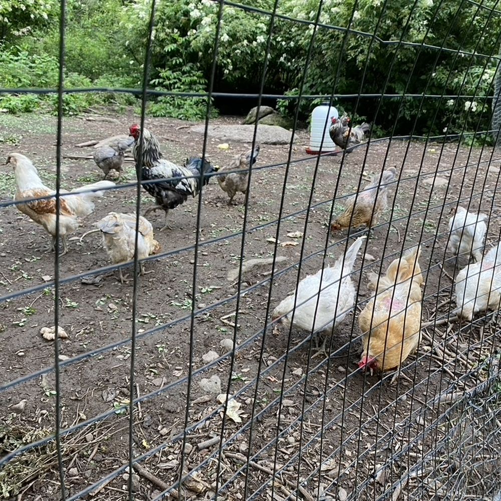 Old School Farm - The chickens - Farms Near Me - Honesdale, Pennsylvania