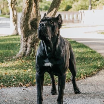 Fidecore Cane Corso - Pet Breeders Near Me Fidecore Cane Corso - Pet Breeders Near Me