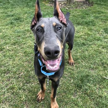 Summit Animal Hospital - Veterinarians Near Me - Summit, Illinois Summit Animal Hospital - Veterinarians Near Me - Summit, Illinois