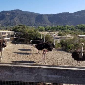 Ostrichland USA - Attraction Farms Near Me - Solvang, California Ostrichland USA - Attraction Farms Near Me - Solvang, California