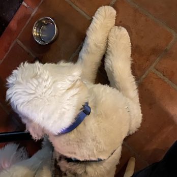 Tanuki - Dog-friendly outdoor seating. Brought my dog a water bowl and treats - Sushi Bars Near Me - San Diego, California Tanuki - Dog-friendly outdoor seating. Brought my dog a water bowl and treats - Sushi Bars Near Me - San Diego, California
