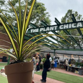 The Plant Chica - Nurseries & Gardening Near Me - leimert park, California The Plant Chica - Nurseries & Gardening Near Me - leimert park, California