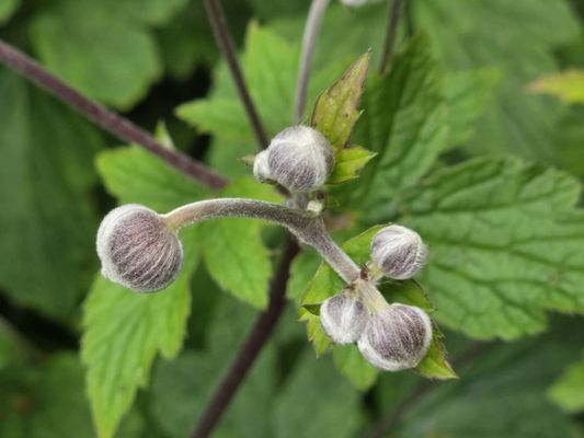 Royal Botanic Garden Edinburgh by null