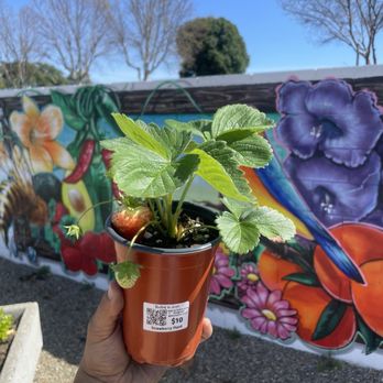 Rooted In Love - Rooted In Love strawberry plant at their pop-up in Cottage Industries, Garden Grove. - Nurseries & Gardening Near Me - Riverside, California Rooted In Love - Rooted In Love strawberry plant at their pop-up in Cottage Industries, Garden Grove. - Nurseries & Gardening Near Me - Riverside, California