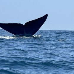 Adventure Whale Watching - Blue whale