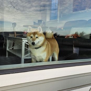 Dillon Beach Resort - Our guard dog - Resorts Near Me - Dillon Beach, California Dillon Beach Resort - Our guard dog - Resorts Near Me - Dillon Beach, California