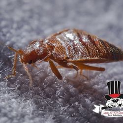 Abracadabra Pest Solutions