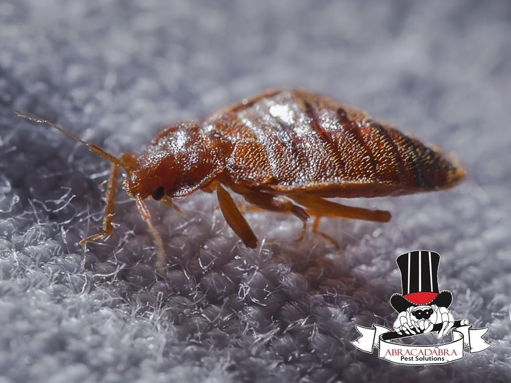 ABRACADABRA PEST SOLUTIONS Updated September 2024 10 Photos Elkton, Maryland Pest