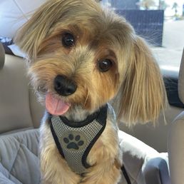 Dog picture Dog picture