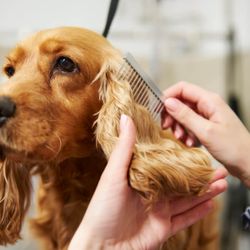 Studs in Suds Mobile Pet Spa