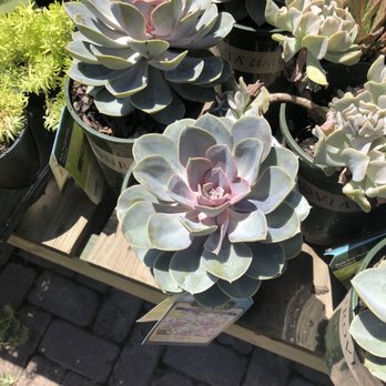 The Arbor Gate - Giant Echeveria Perle Von Nuremberg - Nurseries & Gardening Near Me - Tomball, Texas The Arbor Gate - Giant Echeveria Perle Von Nuremberg - Nurseries & Gardening Near Me - Tomball, Texas
