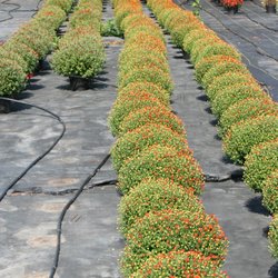 Sunset Growers Greenhouse - Mums $6.00 + tax