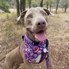 Tickle-Blagg Animal Hospital gift card