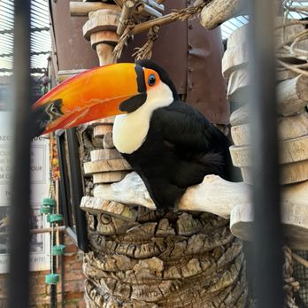 Mozambique - Toucan! - Steakhouses Near Me - Laguna Beach, California Mozambique - Toucan! - Steakhouses Near Me - Laguna Beach, California
