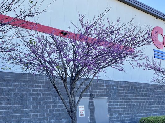 Costco Wholesale by null