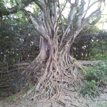 Greynolds Park - Amazing trees here - Parks Near Me - North Miami Beach, Florida Greynolds Park - Amazing trees here - Parks Near Me - North Miami Beach, Florida