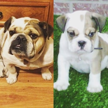 Michael Butchko, DVM - Great vet!!! I been bringing my bulldog LaLa here since she was 8weeks old. - Veterinarians Near Me - Riverside, California Michael Butchko, DVM - Great vet!!! I been bringing my bulldog LaLa here since she was 8weeks old. - Veterinarians Near Me - Riverside, California