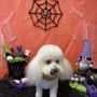 Photo of Arfin' Annie's Pet Salon