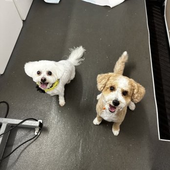 Barks & Bubbles - Bubbles & Guppy love seeing their groomer at home! - Pet Groomers Near Me Barks & Bubbles - Bubbles & Guppy love seeing their groomer at home! - Pet Groomers Near Me