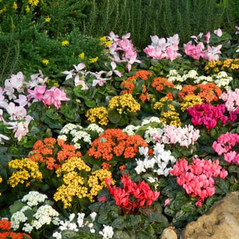 Centennial Park Conservatory - Centennial Park Conservatory Spring Flower Show 2014 cyclamens kalanchoes by garden muses-not another Toronto gardening blog - Parks Near Me - Toronto, Ontario