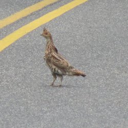 Rapidan Camp Area - wild grouse