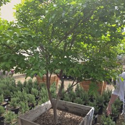 Beautiful Crepe Myrtle tree for our yard Beautiful Crepe Myrtle tree for our yard