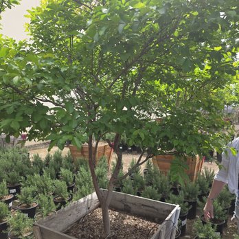 Garden View Nursery - Beautiful Crepe Myrtle tree for our yard - Nurseries & Gardening Near Me - Irwindale, California Garden View Nursery - Beautiful Crepe Myrtle tree for our yard - Nurseries & Gardening Near Me - Irwindale, California