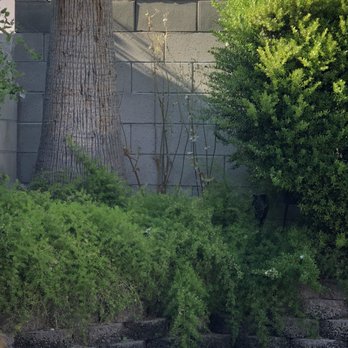 Mason's Landscape Maintenance - See that weed to the right of the tree? The weed is now approximately 3 ft. High. - Landscaping Near Me - Las Vegas, Nevada Mason's Landscape Maintenance - See that weed to the right of the tree? The weed is now approximately 3 ft. High. - Landscaping Near Me - Las Vegas, Nevada
