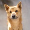 SPCA LA gift card