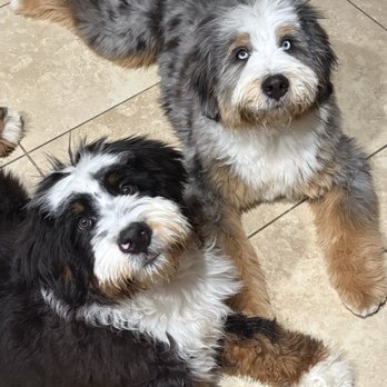 Kelev K-9 - Archie (left); Charlie (Right) - Pet Training Near Me Kelev K-9 - Archie (left); Charlie (Right) - Pet Training Near Me
