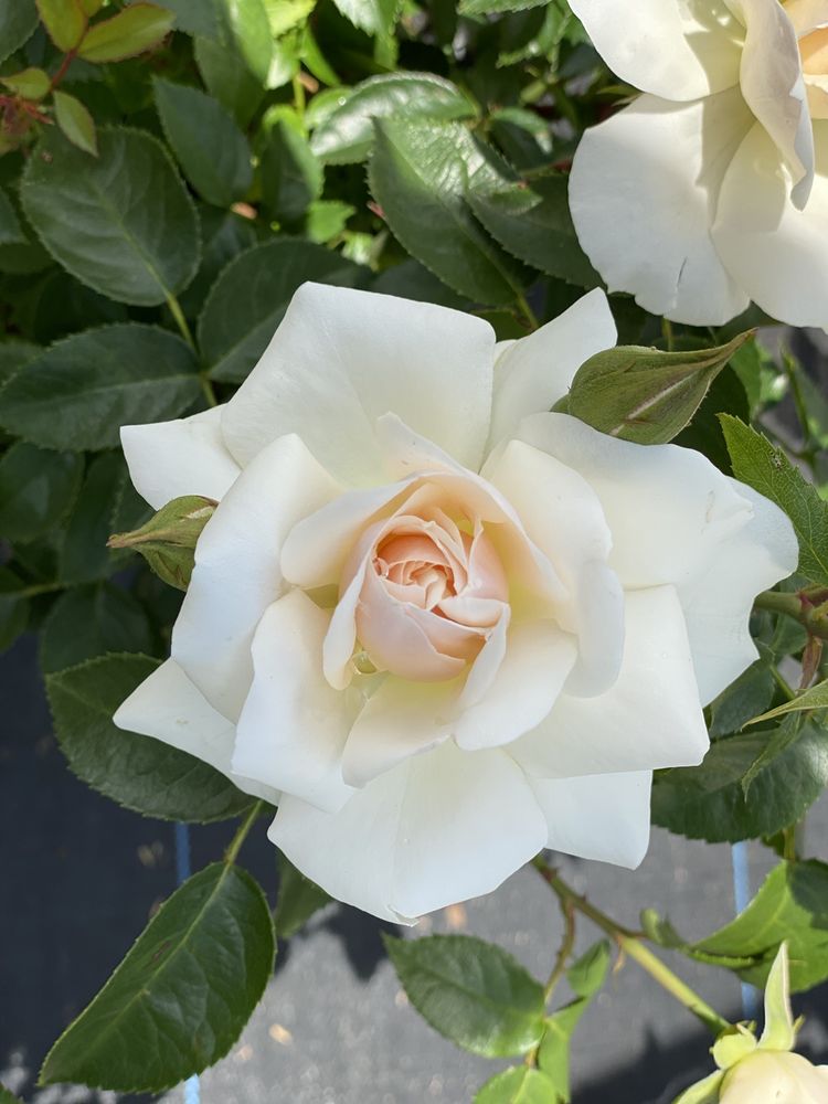 SPRUCEDALE GARDENS NURSERY AND GREENHOUSE Updated September 2024 11 Photos 20 E Quasset Rd