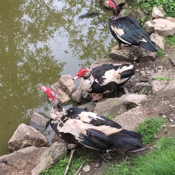 Greater Vancouver Zoo - Muscovy ducks. - Zoos Near Me - Aldergrove, British Columbia Greater Vancouver Zoo - Muscovy ducks. - Zoos Near Me - Aldergrove, British Columbia