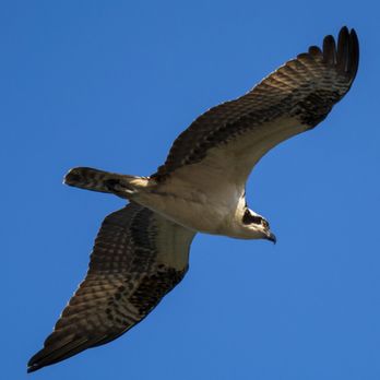 Morro Bay Rock - Osprey in flight. - Beaches Near Me - Morro Bay, California Morro Bay Rock - Osprey in flight. - Beaches Near Me - Morro Bay, California