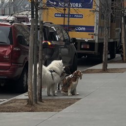 Group of dogs left tied up outside alone by dog walker. Group of dogs left tied up outside alone by dog walker.