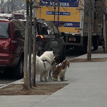 Paws & Rec - Group of dogs left tied up outside alone by dog walker. - Dog Walkers Near Me - Brooklyn, New York