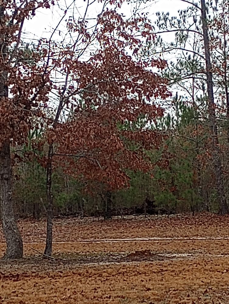 Tucker's Tree Service and Stump Grinding - tree service in Lugoff, SC
