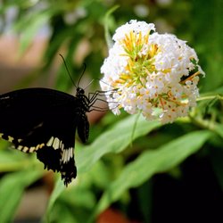 Birmingham Botanical Gardens - Butterfly House.