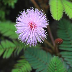Ching's Pond - Wild Flower at Ching's
