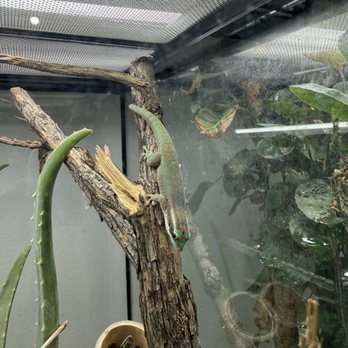 The Gecko Gallery - Museums Near Me - Brooklyn, New York