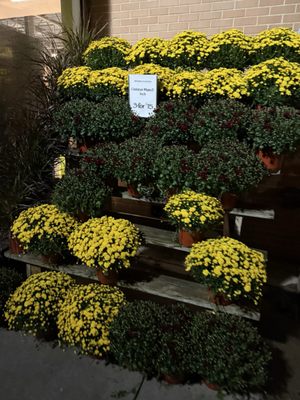 Whole Foods Market by null