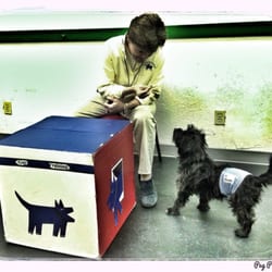 Garvin's Divine Dog Training - Ziggy with Karyn