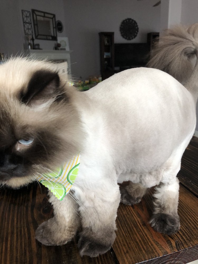 PIERRE’S TOO HOTEL & PET GROOMING 42 Photos & 17 Reviews 5764 Fm