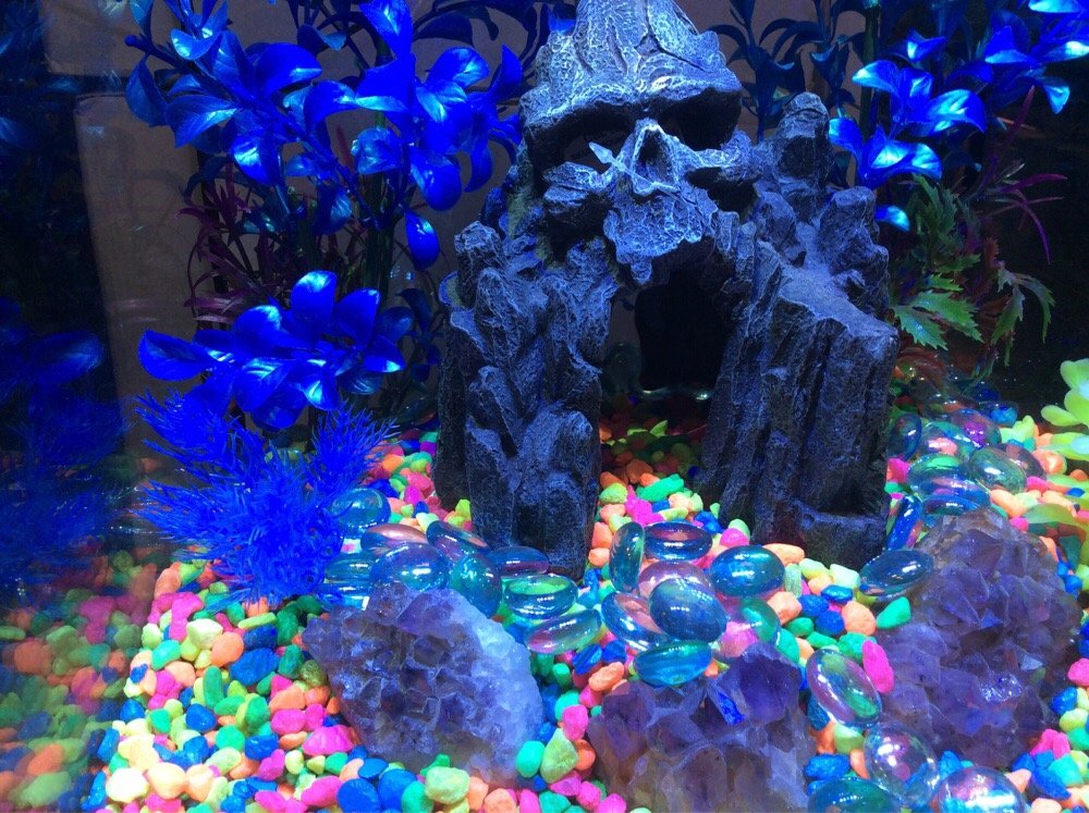 Fish Fantasia Image