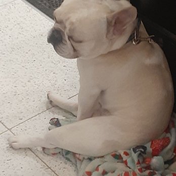 Chez Pierre et Genevieve - Cutest French bulldog! - Bakeries Near Me - Bloomfield Hills, Michigan Chez Pierre et Genevieve - Cutest French bulldog! - Bakeries Near Me - Bloomfield Hills, Michigan