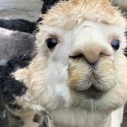 Paca Pride Guest Ranch - "Yo, yo!"