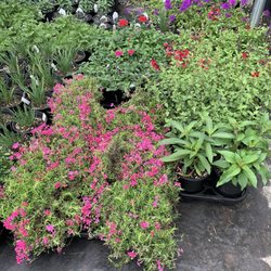 B & L Supply - Great selection of annuals & perennials